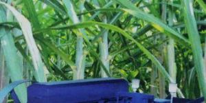 Heavy Duty Sugarcane Crusher