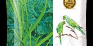 Double Parrot Guar Seeds