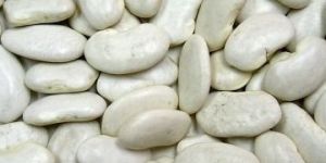 Surti Papdi Beans Seeds
