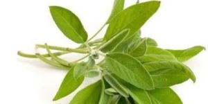 Sage Leaf Extract