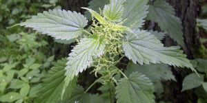 Stinging Nettle Extract