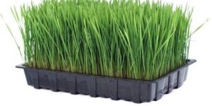 Wheatgrass Extract