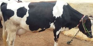 Hf Cow