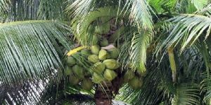 Tender Coconut