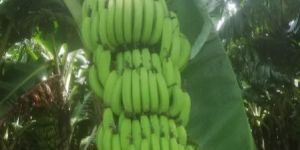 Fresh Green Banana
