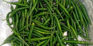 Green Chilli g4