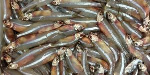 Fresh Anchovy Fish