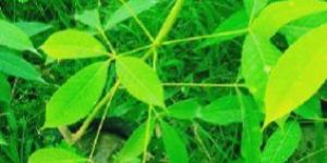 Rubber Plants (RRIM600)