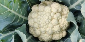 Cauliflower