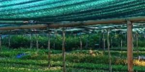 Polymorpha Bamboo Plant