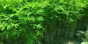 Polymorpha Bamboo White Bag Plant