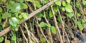 Red Sandalwood Plant