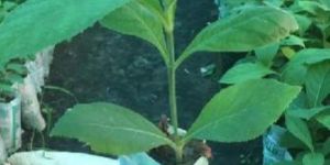 Tissue Culture Teak Plant