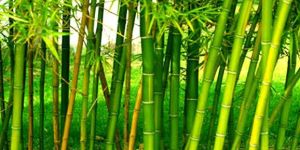 Tulda Bamboo Raozone Plant