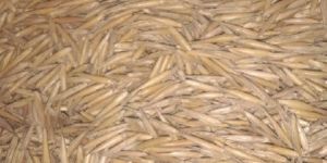 Tulda Bamboo Seeds