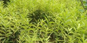 White Sandalwood Plant