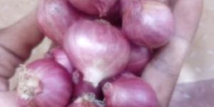 Sambar Onion