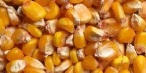 Maize
