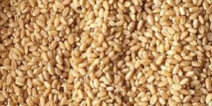 Wheat