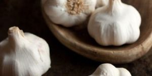Garlic
