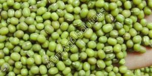 Green Moong Beans