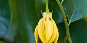 Ylang Ylang Essential Oil