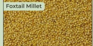 Foxtail Millet Seeds
