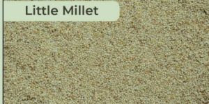 Little Millet Seeds