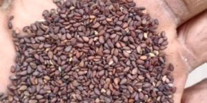 Brown Sesame Seeds
