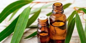 Eucalyptus Essential Oil