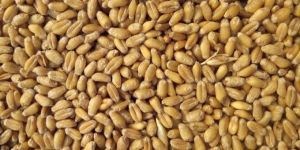 Meslin Durum Wheat
