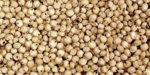 Sorghum Seeds