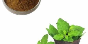 Tulsi Extract (Ocimum Sanctum)