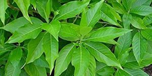 Vasaka Extract (Adathodavasica)