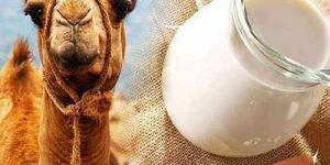 Camel Milk