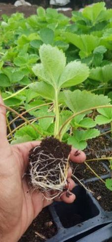 Strawberry Plant