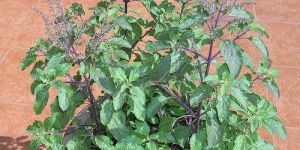 Tulsi Plant