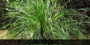 Vetiver Plant
