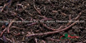 Vermicompost