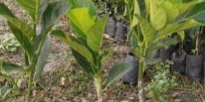Grafted Jackfruit Plant