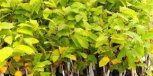 Grafted Sugar Apple Plant