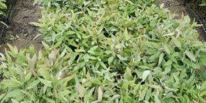 Hybrid Eucalyptus Plant