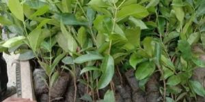 Jamun Plant