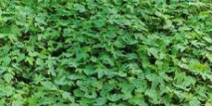 Maharaja Papaya Plant