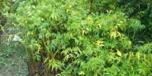 Malabar Neem Plant