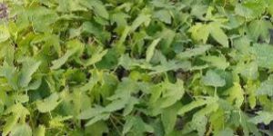 Red Lady Papaya Plant