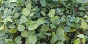 Red Sandalwood Plant