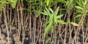 Swarnarekha Mango Plant