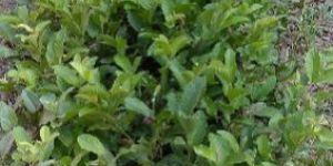 Taiwan Pink Guava Plant