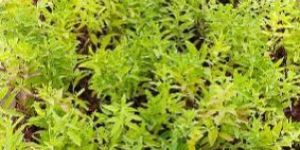 White Sandalwood Plant